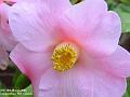 2006-0328camelia